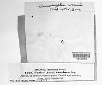 Aleuria aurantia image